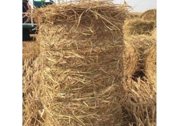 z7445559721950_2722e05fb5ad6d8112b466324f842488